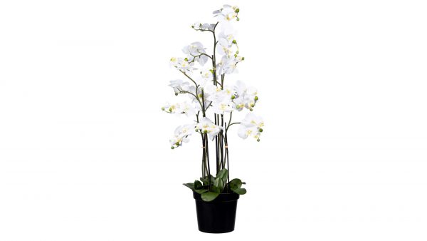 Orchidee Phalaenopsis