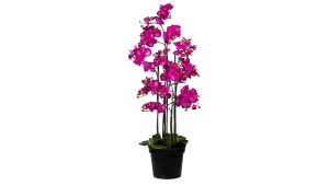Orchidee Phalaenopsis