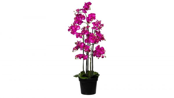 Orchidee Phalaenopsis
