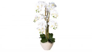 Orchidee Phalaenopsis