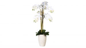Orchidee Phalaenopsis