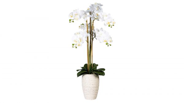 Orchidee Phalaenopsis