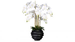 Orchidee Phalaenopsis
