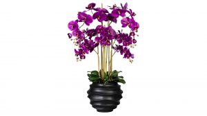 Orchidee Phalaenopsis