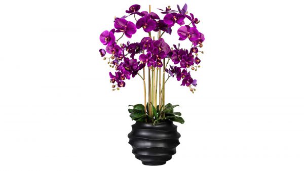 Orchidee Phalaenopsis