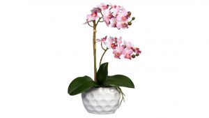 Mini-Orchidee Phalaenopsis