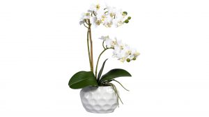 Mini-Orchidee Phalaenopsis