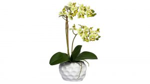 Mini-Orchidee Phalaenopsis