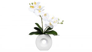 Orchidee Phalaenopsis