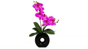 Orchidee Phalaenopsis