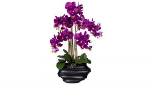Orchidee Phalaenopsis