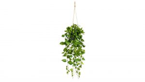 Philodendron-Hängepflanze