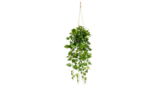 Philodendron-Hängepflanze