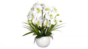 Orchidee Phalaenopsis