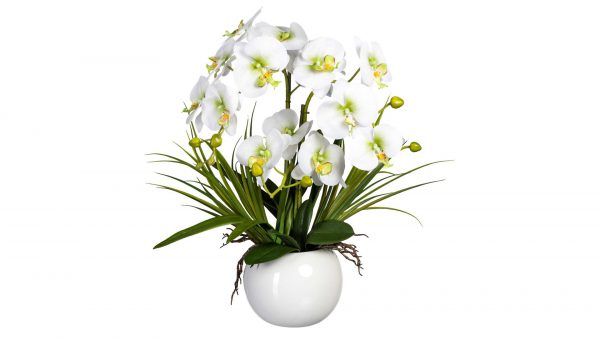 Orchidee Phalaenopsis
