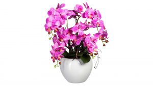 Orchidee Phalaenopsis