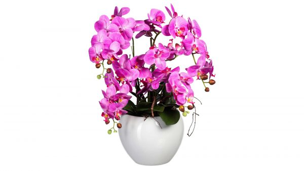 Die Orchidee Phalaenopsis zeigt leuchtend rosa und lila Blüten mit mehreren Stielen, üppigen grünen Blättern und Knospen in einem weißen Keramiktopf, der vor einem schlichten weißen Hintergrund steht.