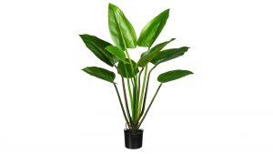 Philodendron