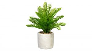 Palmfarn Cycas