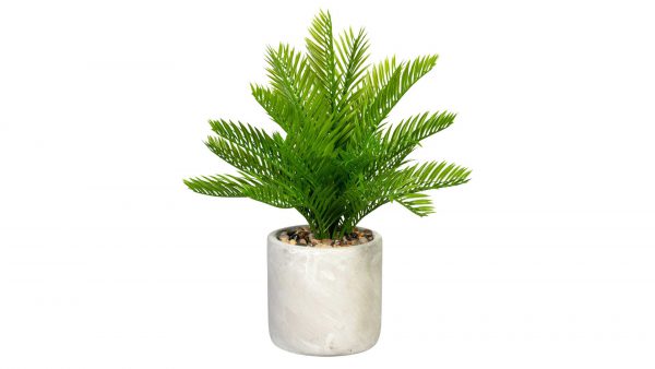 Palmfarn Cycas