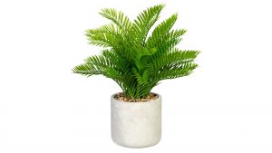 Palmfarn Cycas