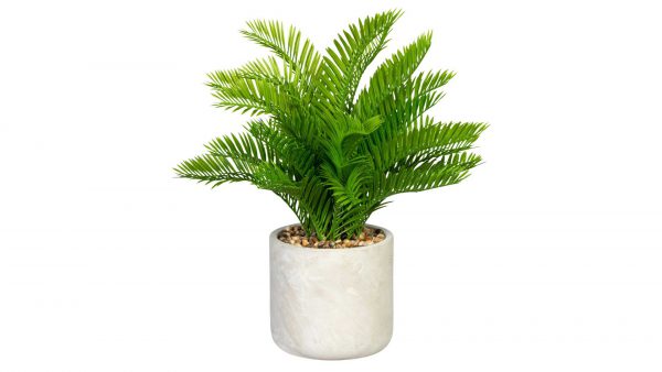 Palmfarn Cycas