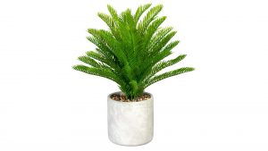 Palmfarn Cycas