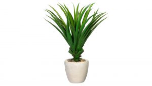 Schraubenbaum Pandanus multispicatus