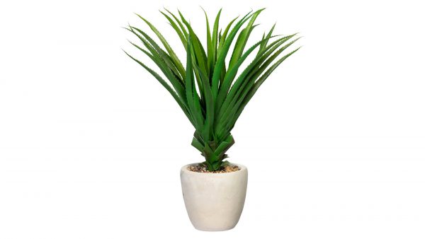 Schraubenbaum Pandanus multispicatus