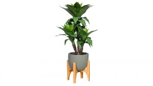 Keulenlilie Cordyline fruticosa