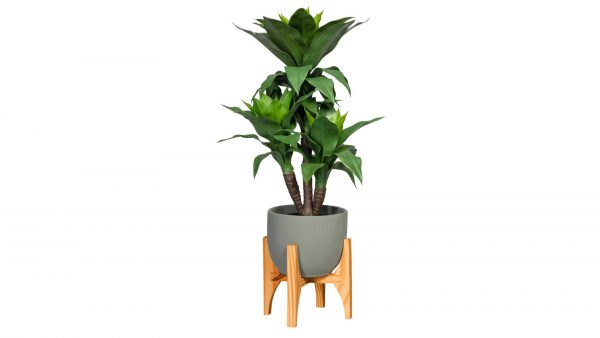 Keulenlilie Cordyline fruticosa