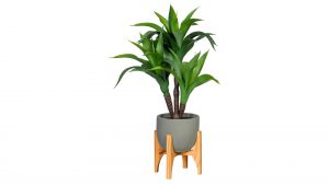 Keulenlilie Cordyline fruticosa
