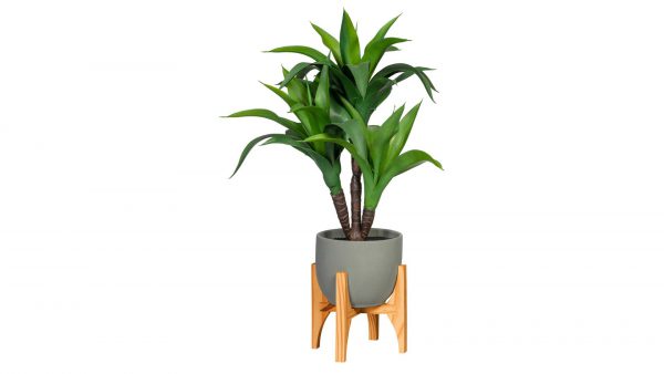 Keulenlilie Cordyline fruticosa