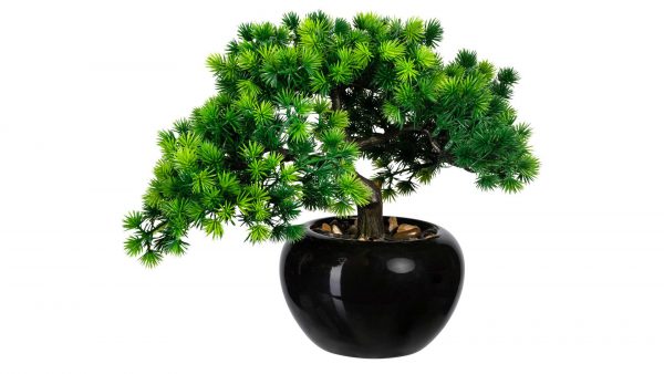 Bonsai Lärche