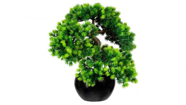 Bonsai Lärche