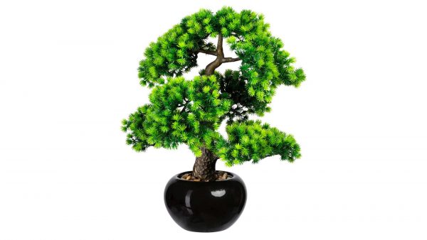 Bonsai Lärche