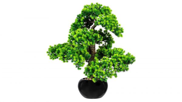 Bonsai Lärche