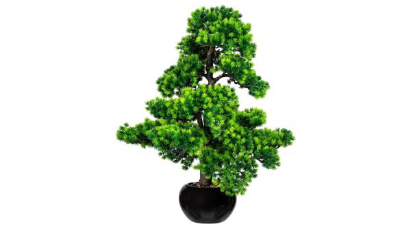 Bonsai Lärche