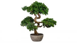 Bonsai Lärche