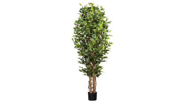 Birkenfeige Ficus Benjamini