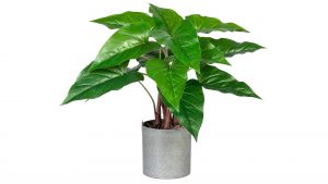 Flamingoblume Anthurium