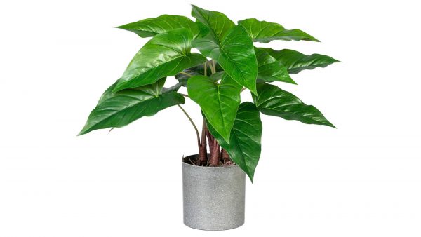 Flamingoblume Anthurium