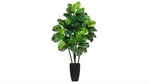 Splitphilodendron