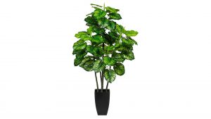 Pfeilwurzgewächs Maranta