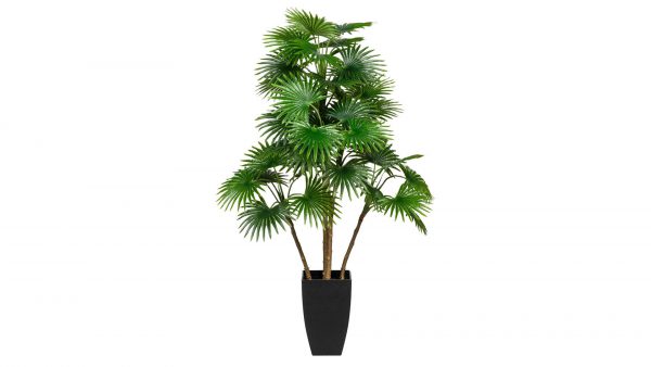Fächerpalme