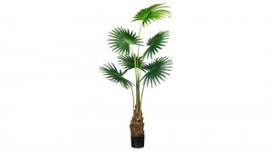Fächerpalme