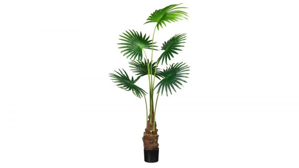 Fächerpalme