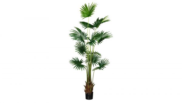 Fächerpalme