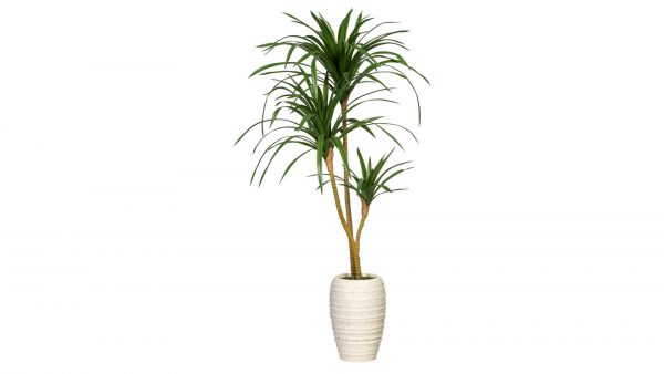 Der Drachenbaum Dracaena marginata hat zwei Hauptstämme mit langen, schlanken grünen Blättern und steht in einem strukturierten weißen Keramiktopf vor einem schlichten weißen Hintergrund.