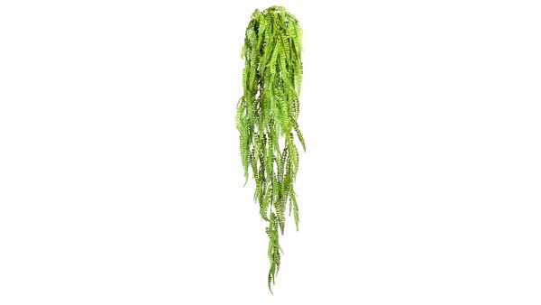 Frauenhaarfarn Adiantum-Hängepflanze